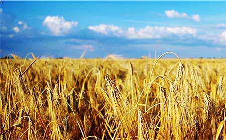 Wheat field