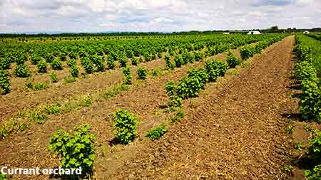 Currants orchard