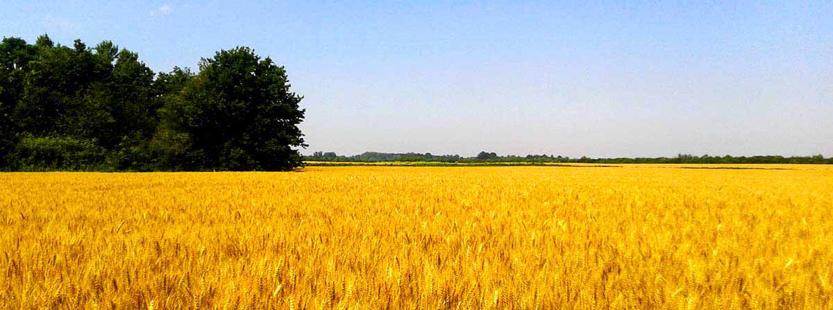 Wheat field before harvest