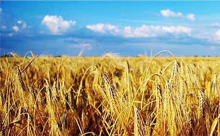 Наше пшеничное поле