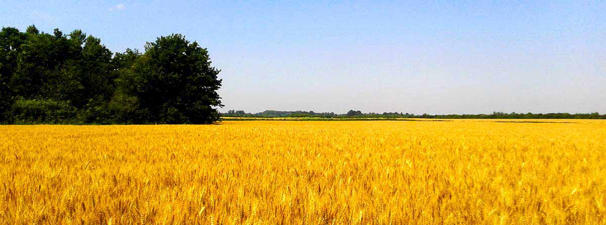 Our wheat field before harvest Wheat field before harvest