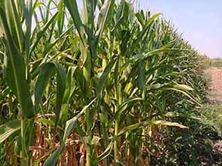 Kukuruz na našim poljima